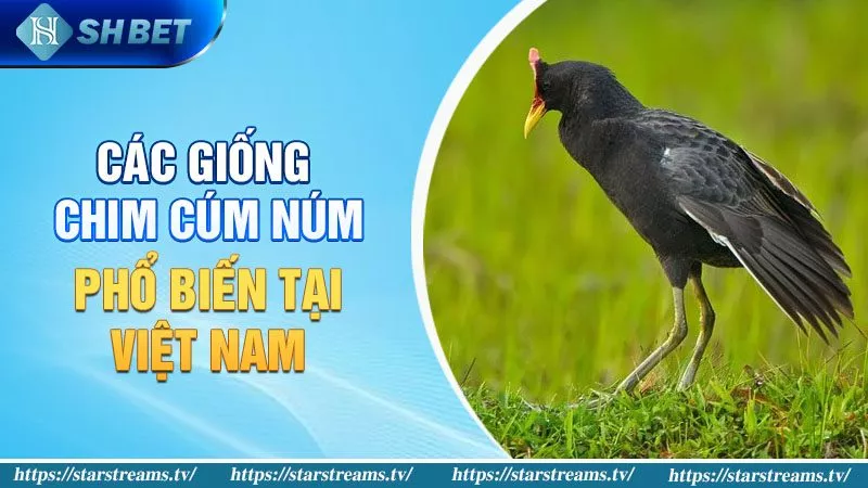 Gà nước có thể làm gà chọi không? Tất tần tật về loài gà nước! 3 Các Giống Chim Cúm Núm Phổ Biến Tại Việt Nam