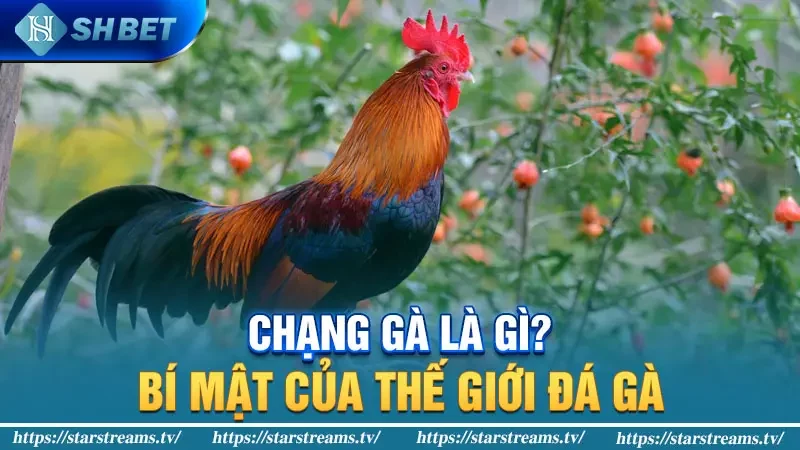 Chạng gà là gì? Bí mật xác định chạng gà trong giới chơi gà 1 Chạng Gà Là Gì? Bí Mật Của Thế Giới Đá Gà