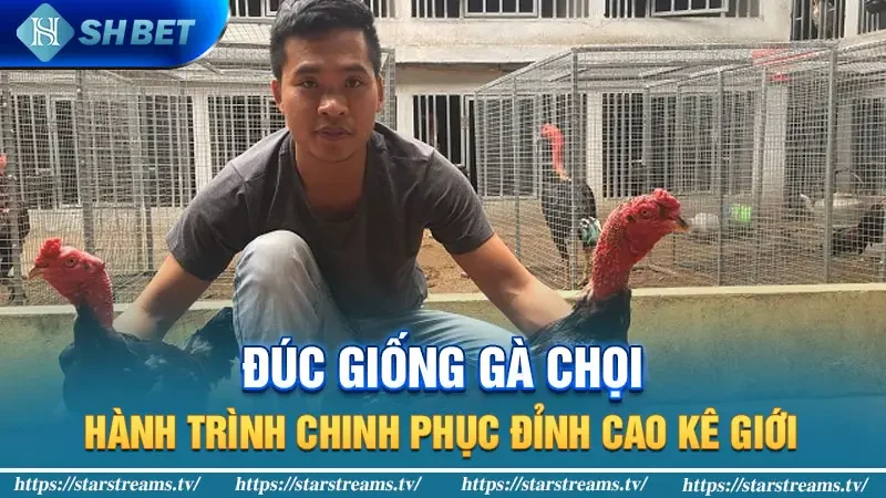 Bí Kíp Nuôi Gà Chọi: Bí Quyết Nuôi Gà Vô Địch 2 Đúc giống gà chọi: Hành trình chinh phục đỉnh cao kê giới