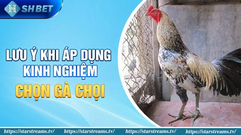 Bật Mí Kinh Nghiệm Chọn Gà Chọi Hay Gia Tăng Tỉ Lệ Thắng 3 Lưu ý khi áp dụng kinh nghiệm chọn gà chọi hay