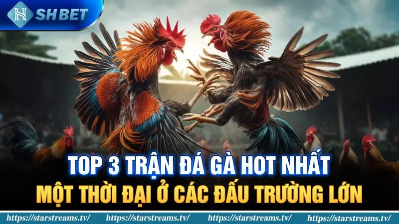 Chi Tiết Những Trận Đá Gà Siêu Kinh Điển Ai Cũng Biết 2 Top 3 trận đá gà hot nhất một thời đại